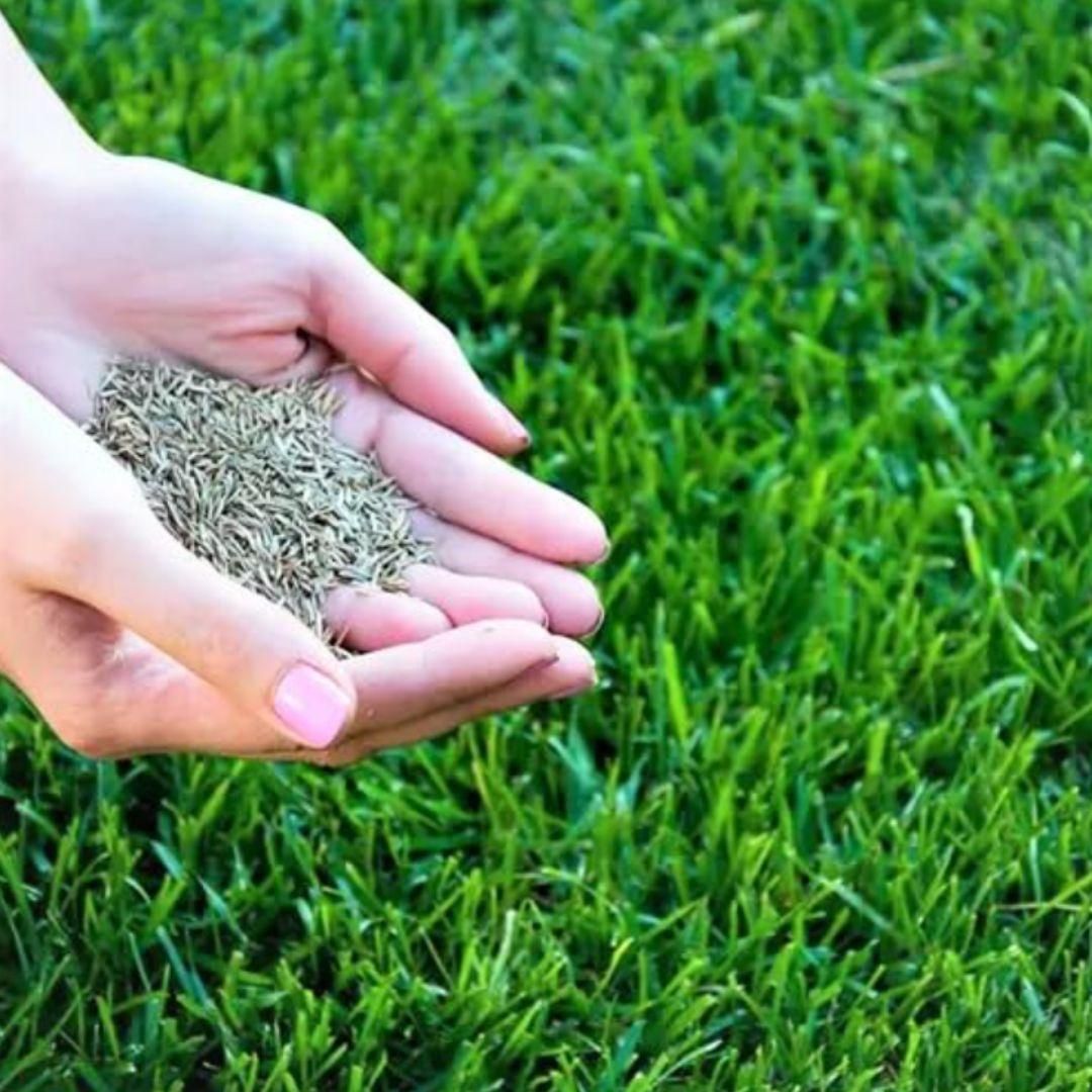 hybrid grass seeds, grass seeds pack of 100, lawn grass seeds, home gardening seeds, farmhouse lawn seeds, gardening grass seeds, hybrid seeds for lawn,