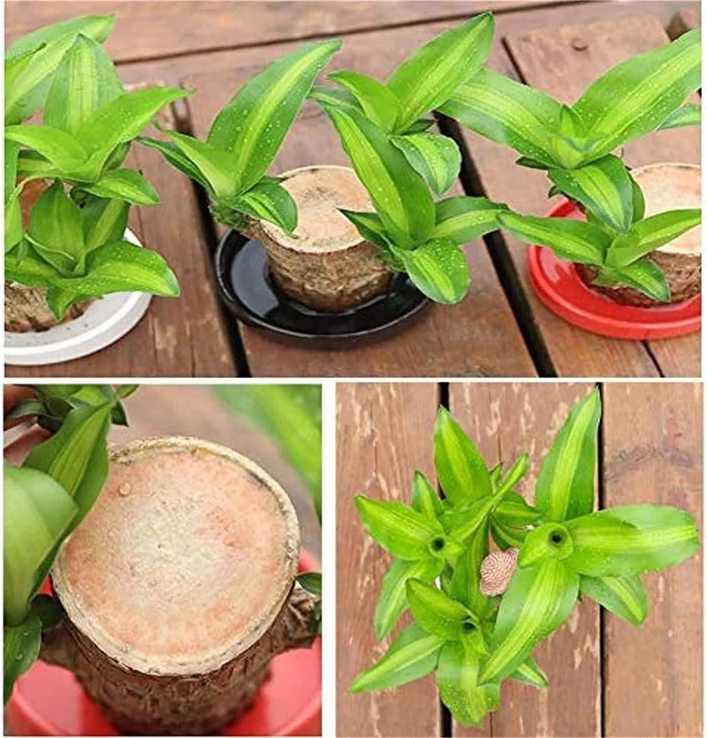 wooden plant decor for positive energy and vastu, mini wooden indoor plants for desk and shelf decoration, Brazilian lucky wood plants for health and wellness, decorative wooden plants for Indian homes, indoor wooden plant decorations pack of 2