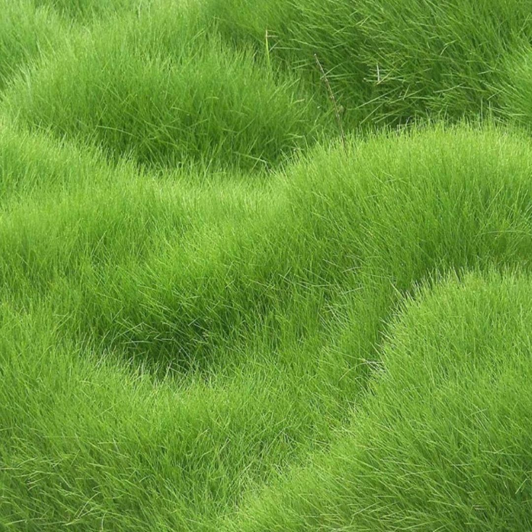 lawn care seeds, grass seed for garden, green lawn seeds, grass seeds India, lawn maintenance seeds, grass seed for landscaping, farmhouse garden seeds, premium grass seeds, outdoor grass seeds, thick lawn grass seeds, grass seed pack, hybrid grass for home use, gardening seeds India