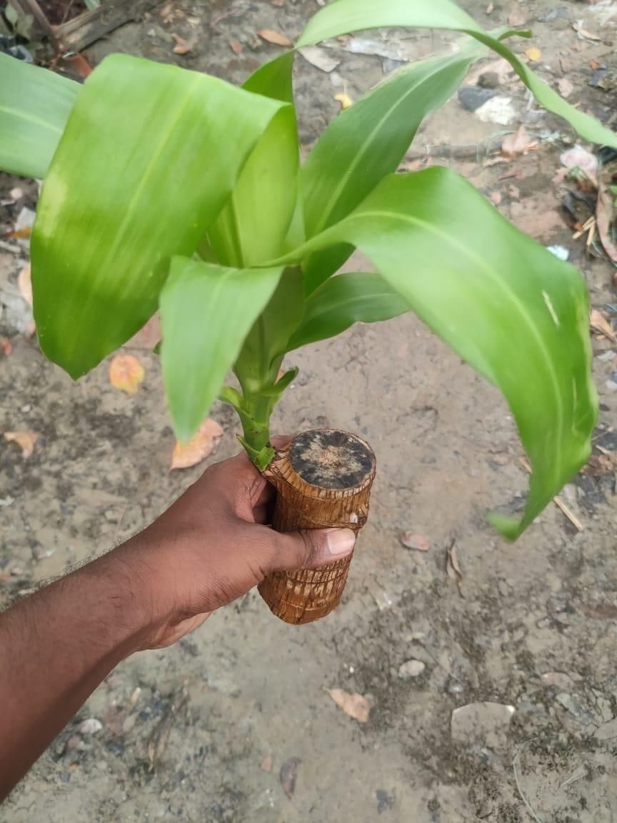 lucky wood plant, Brazilian lucky wood, wooden indoor plants, air purifying plants, home plant decorations, wooden plant decor, indoor wooden plants, eco-friendly plant decor, mini wooden plants, natural air purifiers, desk plant decorations, vastu plants, wooden plant pots, indoor greenery decor, wooden bonsai, home office plants, small indoor plants, wooden plant set, air purifier plants, positive energy plants