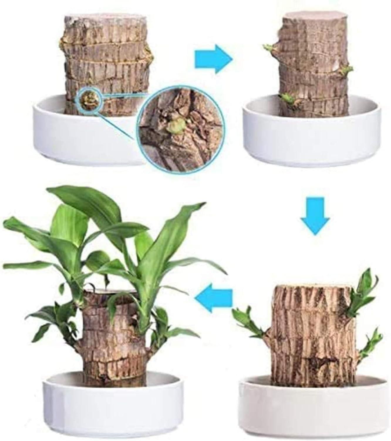 wooden indoor plants for air purification, lucky wood plant for home decor, natural wooden plant decorations for indoor use, mini wooden plants for desk and living room, air purifying indoor plants in wooden pots, Brazilian lucky wood decor for positive energy, eco-friendly wooden plant decorations pack, indoor plant decoration with wooden base, small wooden plants for home and office