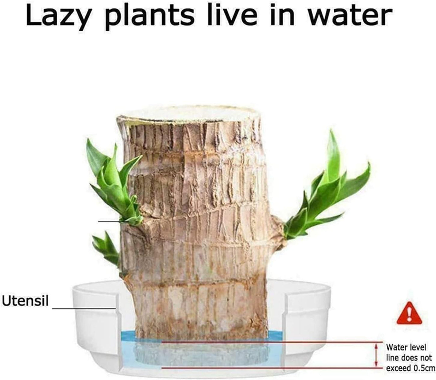 Brazilian lucky wood mini home plant decorations pack of 2, wooden indoor plants for air purification and decor, best lucky wood plants for home and office, eco-friendly wooden plant decorations for living room, natural air purifying plants with wooden pots India,