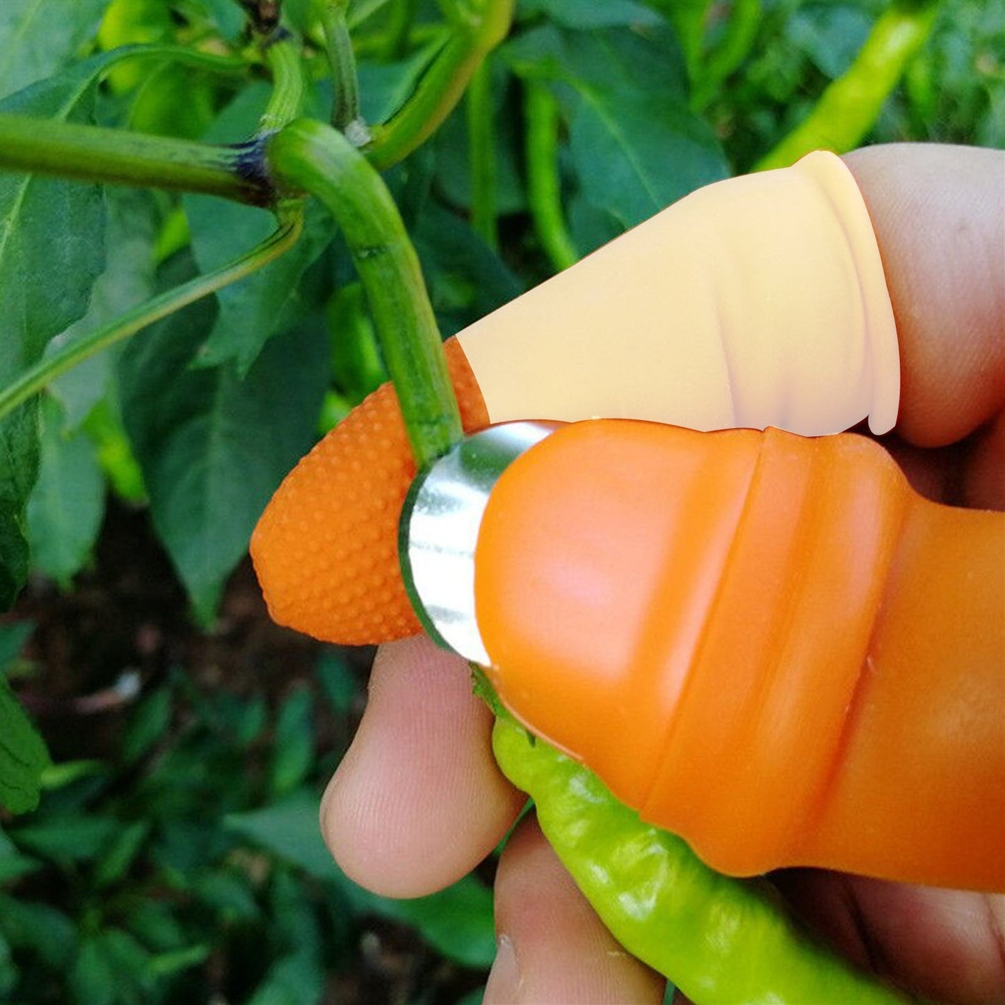 Close-up of V thumb cutter for peeling vegetables. thumb cutter, vegetable peeler, fruit cutter, thumb knife, kitchen thumb tool, v cutter, cutter for peeling, thumb blade for fruits, portable peeler