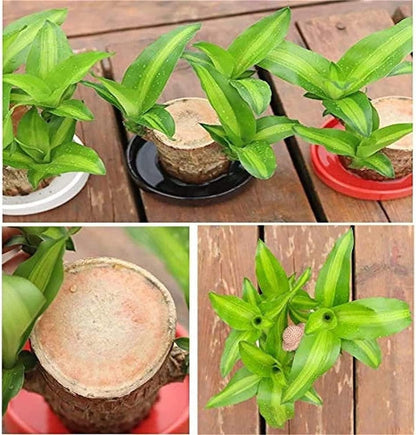 wooden plant decor for positive energy and vastu, mini wooden indoor plants for desk and shelf decoration, Brazilian lucky wood plants for health and wellness, decorative wooden plants for Indian homes, indoor wooden plant decorations pack of 2