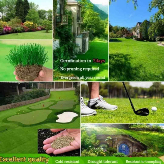 Hybrid Grass Seeds Pack of 100 – Best for Home Gardening & Farmhouse Lawn, grass seeds for lawn, hybrid grass seeds pack, home gardening grass seeds, farmhouse lawn seeds, best grass seeds for terrace garden, fast germination grass seeds, lawn grass seeds pack of 100, fresh grass seeds for gardening, 98% germination grass seeds, easy grow grass seeds, lawn seeds for home use, hybrid grass seeds for farm, grass seed pack 100 seeds, grass seeds for beautiful lawn, year-round sowing grass seeds