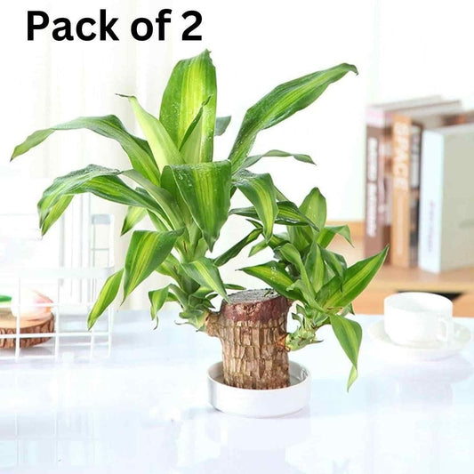 Brazilian Lucky Wood Mini Home Plant Decorations – Pack of 2 Wooden Indoor Plants for Air Purification, Brazilian lucky wood plant, mini home plant decorations, wooden indoor plant decor, lucky wood for home decoration, air purifying indoor plants, small wood plant combo, wooden mini plant for home, decorative wooden plant pack, home decor wooden plant set, air purification plant decorations, natural wood plant decoration, eco-friendly indoor plant decor, wooden plant for positive energy, pack of 2 