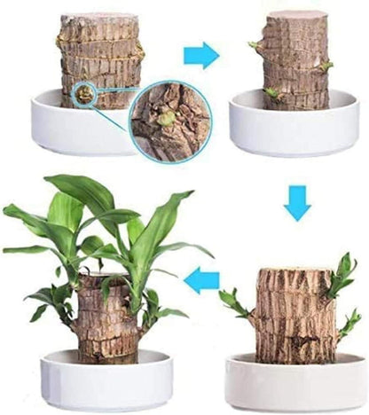 wooden indoor plants for air purification, lucky wood plant for home decor, natural wooden plant decorations for indoor use, mini wooden plants for desk and living room, air purifying indoor plants in wooden pots, Brazilian lucky wood decor for positive energy, eco-friendly wooden plant decorations pack, indoor plant decoration with wooden base, small wooden plants for home and office